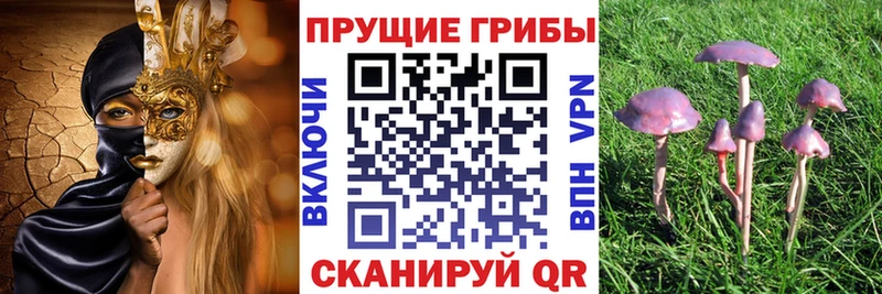цены наркотик  Бокситогорск  Псилоцибиновые грибы Psilocybine cubensis 